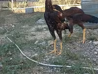 Chickens — foto 1