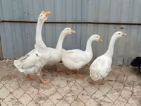 Geese — foto 2