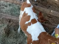 Cow, Simmental cattle — photo 2