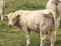 Bik, Charolais cattle — fotografija 1