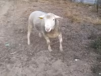แกะตัวผู้, Ile-de-France sheep — รูปภาพ 3