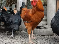 Chickens — عکس 1