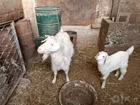 Kambing betina, Goats — foto 1