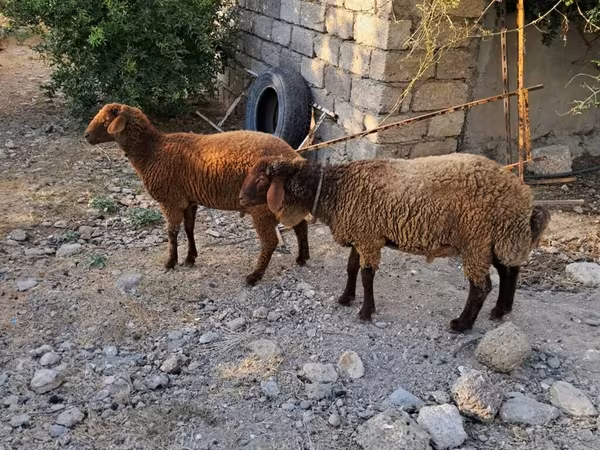 Ram, Sheep — Azerbaijan
