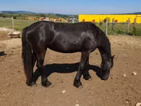 母马, Friesian — 照片 2
