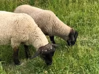 Kos, White Suffolk sheep — 2. fotó