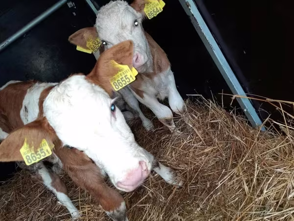 Lembu jantan, Simmental cattle