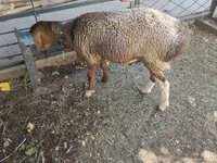Vædder, Hissar sheep — foto 4