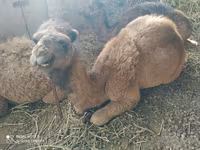 Unta betina, Camels — foto 2