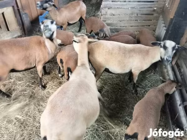 Schaap, Cameroon sheep