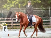 Cavallo, Quarter Horse — foto 5