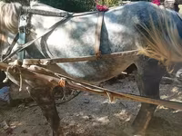 Kuda jantan, Horses — foto 2