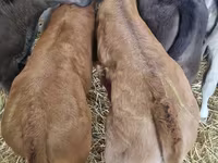 公牛, Limousin cow — 照片 5