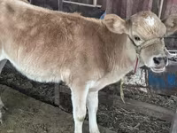 Lo’, Simmental cattle — sawirka 2