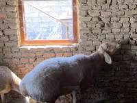 Vædder, Arashan sheep — foto 1