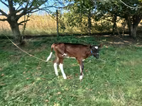 Kuh, Simmental cattle — Foto 2