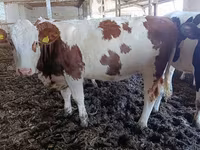 গাভী, Simmental cattle — ছবি 2