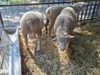 Κριός, Ile-de-France sheep — φωτογραφία 3