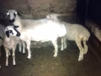 بز (گروه، جنسیت مشخص نشده), بز — عکس 3