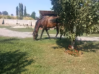 Hingst, Arabian horse — foto 3