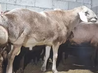 قوچ, Arashan sheep — عکس 6