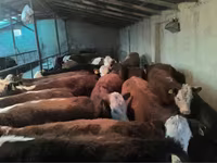 Lembu betina, Kazakh White-headed cow — foto 2