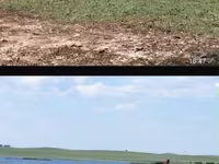 ሴት ፈረስ, Horse breed — ፎቶ 1