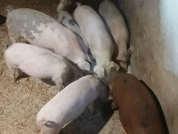 หมูป่าตัวผู้, หมู