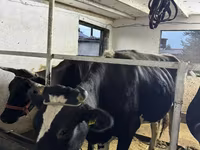 Ko, Russian Black pied cattle — foto 2
