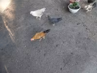 Chickens — foto 4