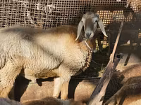 Beran, Arashan sheep — foto 2