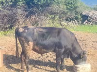گاو نر, گاو — عکس 1