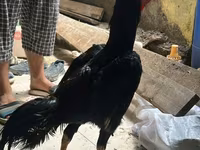 Chickens — foto 3