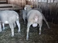 แกะตัวผู้, Ile-de-France sheep — รูปภาพ 2