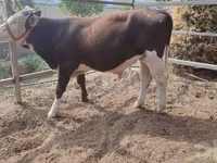 Tyre, Simmental cattle — foto 4