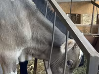 Dibi, Alatau breed — sawirka 3