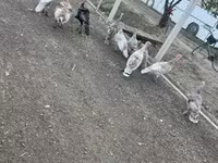 Ducks — foto 6
