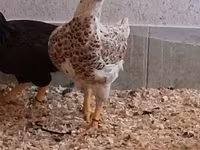 Chickens — புகைப்படம் 7