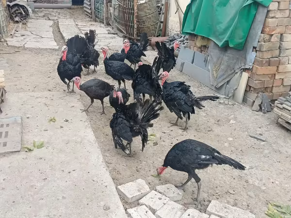 Širokoprsý bílý