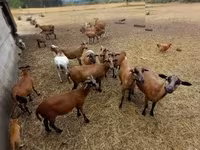 मेढ़ा, Cameroon sheep — फ़ोटो 1