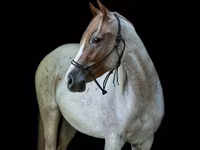 Kuda betina, Quarter Horse — foto 3