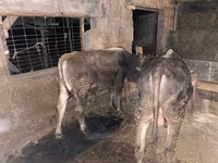 گاو نر, گاو — عکس 1