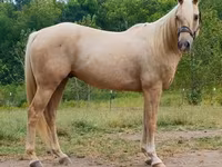اسب نر, Quarter Horse — عکس 2