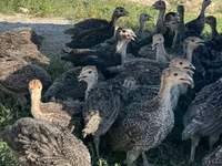 Turkeys — foto 1