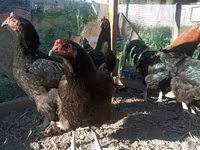 Chickens — عکس 2