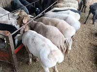 Ram, Arashan sheep — photo 3