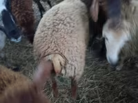Biri-biri betina, Sheep — foto 3