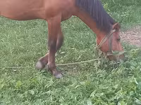 Hingst, Heste — foto 7