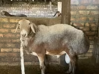 Berbec, Rhon sheep — foto 1