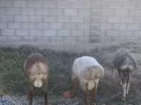 Kambing jantan, Rhon sheep — foto 1